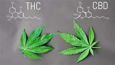 Jaký je rozdíl mezi THC a CBD