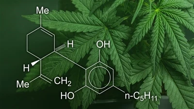 CBD, marihuana a konopí: Jaký je rozdíl mezi těmito konopnými produkty a kter...