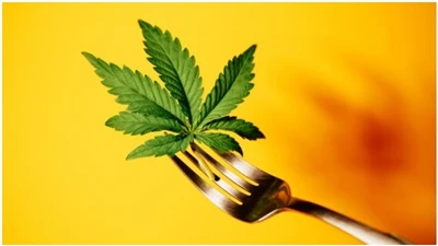 CBD FAQ