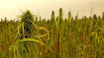 Nejnovější zprávy o CBD: Kanadské společnosti zabývající se konopím ustupují ...