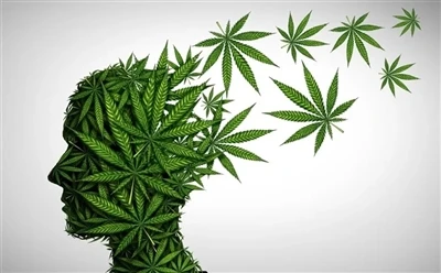 Jak používat CBD olej pro optimální výhody: Kompletní průvodce?